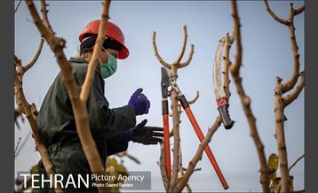 آغاز فصل هرس درختان- 2