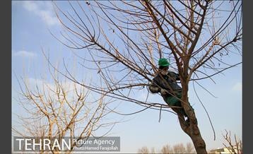 عملیات هرس درختان درمعابر و بوستانهای مناطق تهران 1