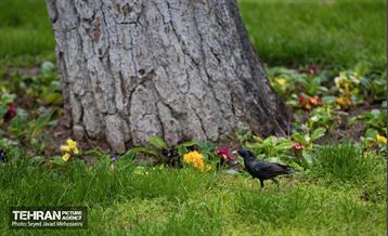 تیتر هوای بهاری تهران 13