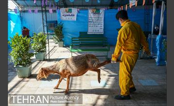 مرکز عرضه دام بهداشتی به مناسبت عید قربان در منطقه 22 تهران 20