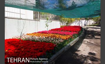 لاله برای مادران 11