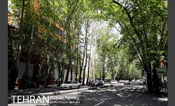 ولیعصر(عج)؛ خیابانی به درازای خاورمیانه 6