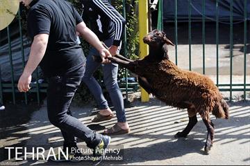 بازدید معاونین شهردار از جایگاه های عرضه دام زنده 20