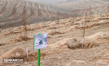 مراسم روز درختکاری 24