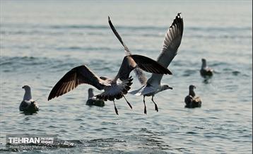 کوچ پرندگان مهاجر به دریاچه شهدای خلیج‌فارس 21