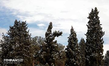 روز برفی در منطقه 13 12