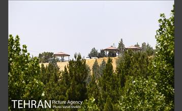 بوستان جنگلی یاس فاطمی 31