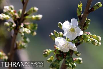 شکوفه های بهاری 7