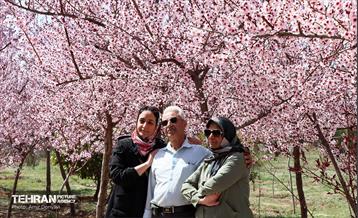 شکوفه‌های بهاری در بوستان سمن‌ها 21