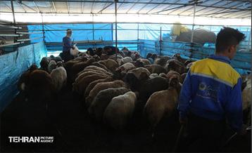 عرضه دام زنده بهداشتی ویژه روز عرفه و عید قربان 8