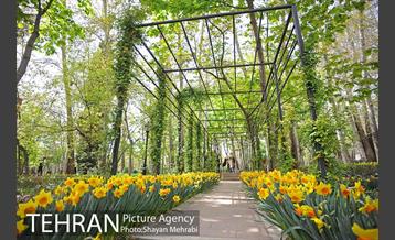 رویش گل های لاله در باغ ایرانی 2