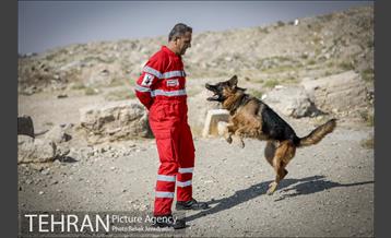 سگ های آنست 20