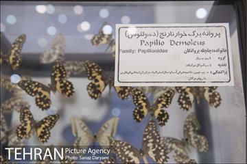 موزه طبیعت و حیات وحش ایران دارآباد‎ 20