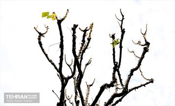 هرس درختان در منطقه 5