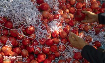 یـاقوت سرخ  3