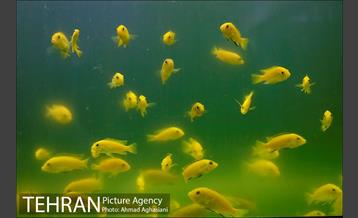 آکواریوم پارک شهر 2