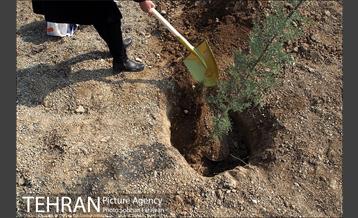 کاشت نهال در بوستان ولایت  9