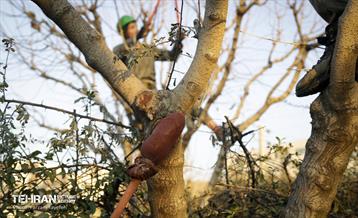 هرس درختان در منطقه 5