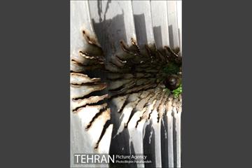 باغ موزه هنر ایرانی‎ 15