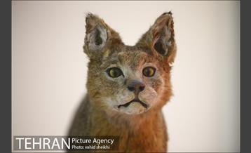 موزه طبیعت و حیات وحش دارآباد 17