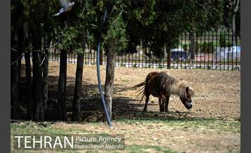 آئین بهره برداری از باغ راز هستی در منطقه 22 21