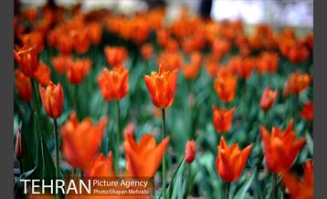 پیاده راه لاله مادران 5