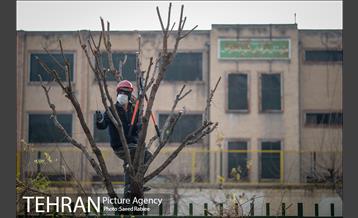 آغاز فصل هرس درختان- 2