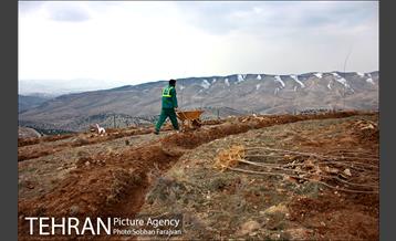 کاشت ۱۰۰ هزار اصله نهال در پارک جنگلی تلو 2