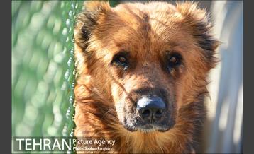 مرکز نگهداری سگ های بدون صاحب  12