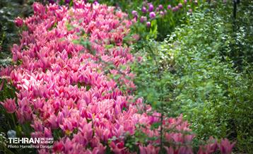 لاله های باغ ایرانی 19