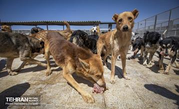 مهربانی با سگ های بدون صاحب 19