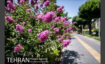 گل های توری 4