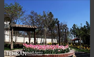 لاله های باغ راه فدک  8