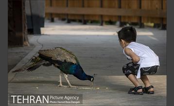 باغ پرندگان فاز دوم 18