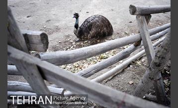 باغ پرندگان تهران 73