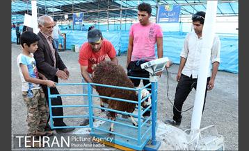 مراکز عرضه بهداشتی دام زنده 33