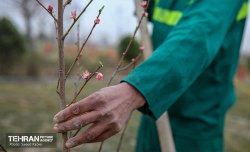 آئین کاشت 313 درخت به نیت شهدا 34