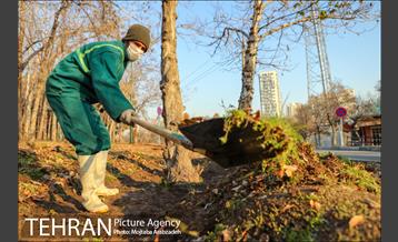 کاشت 2200 اصله نهال در بوستان جنگلی چیتگر 4