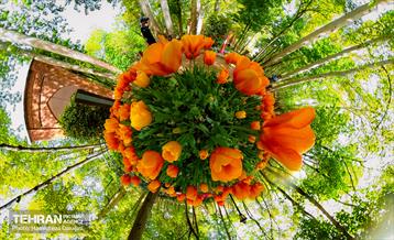 لاله های باغ ایرانی 34