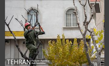 آغاز فصل هرس درختان 1