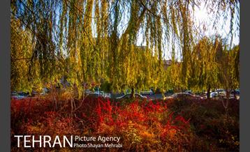 پاییز باغ موزه قصر 34