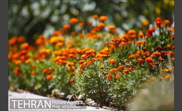 بوستان گلابدره 16