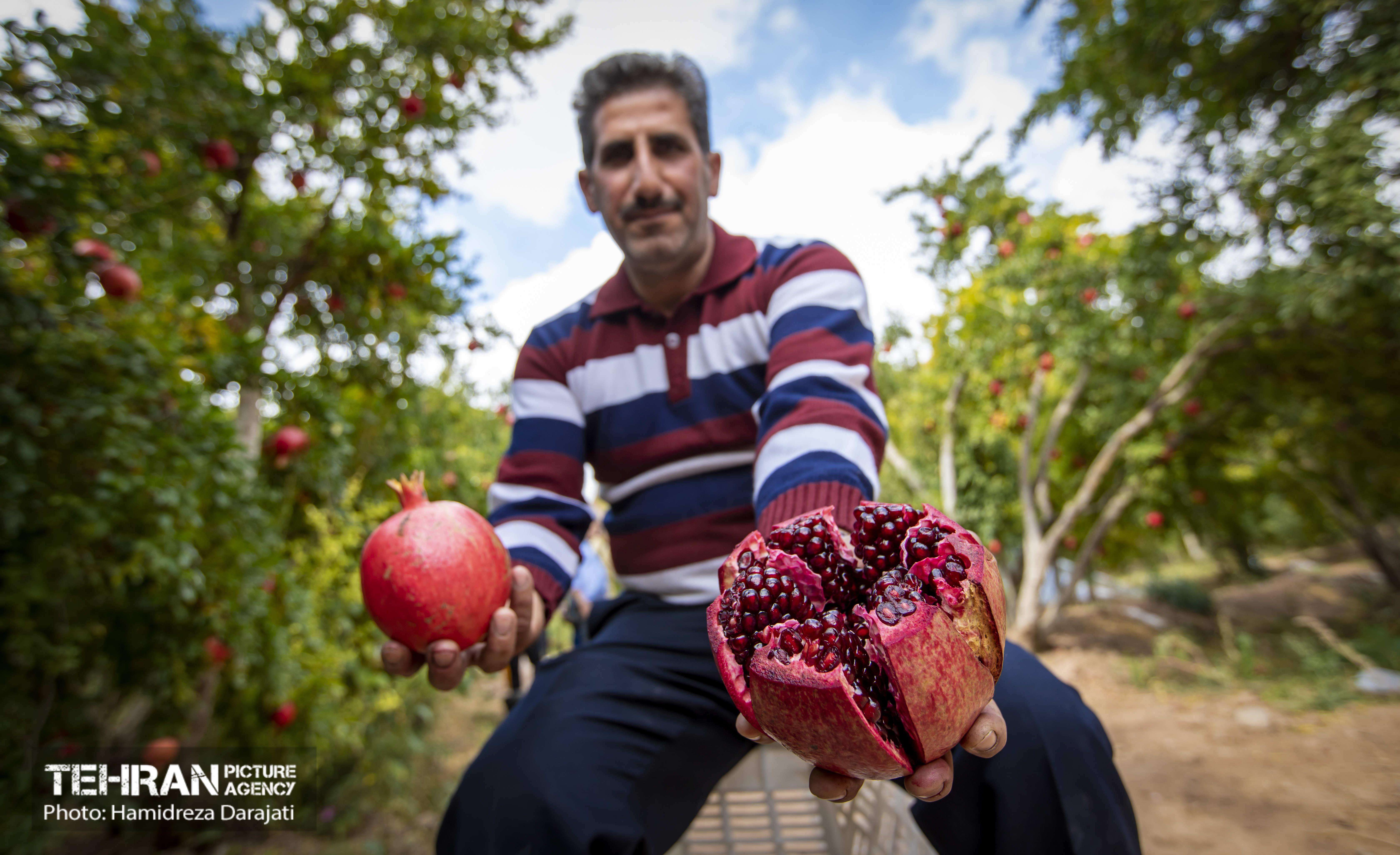 یـاقوت سرخ  23