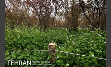 باغ گیاه‌شناسی ملی ایران 19