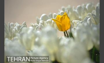 رویش گل های لاله در بوستان گفتگو 33