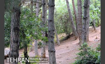 بوستان جمشیدیه 7