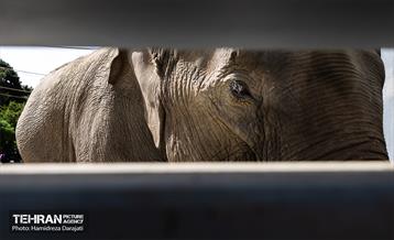 «مایسا» یکساله شد 8