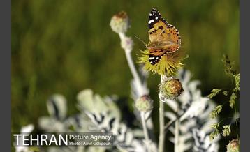 پرواز پروانه ها در شهر 3