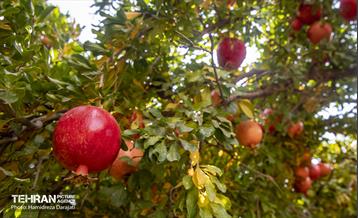 یـاقوت سرخ  6