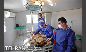 نقاهتگاه سگ های بدون صاحب واقع در آراد کوه 36